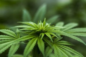 NEW STUDIES SPECULATE WHY PEOPLE USE CANNABINOIDS TO MANAGE PAIN