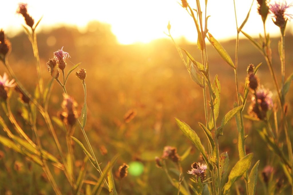 WITNESSING THE RETURN OF PSYCHEDELIC DRUG SCIENCE FOR ADDICTION TREATMENT