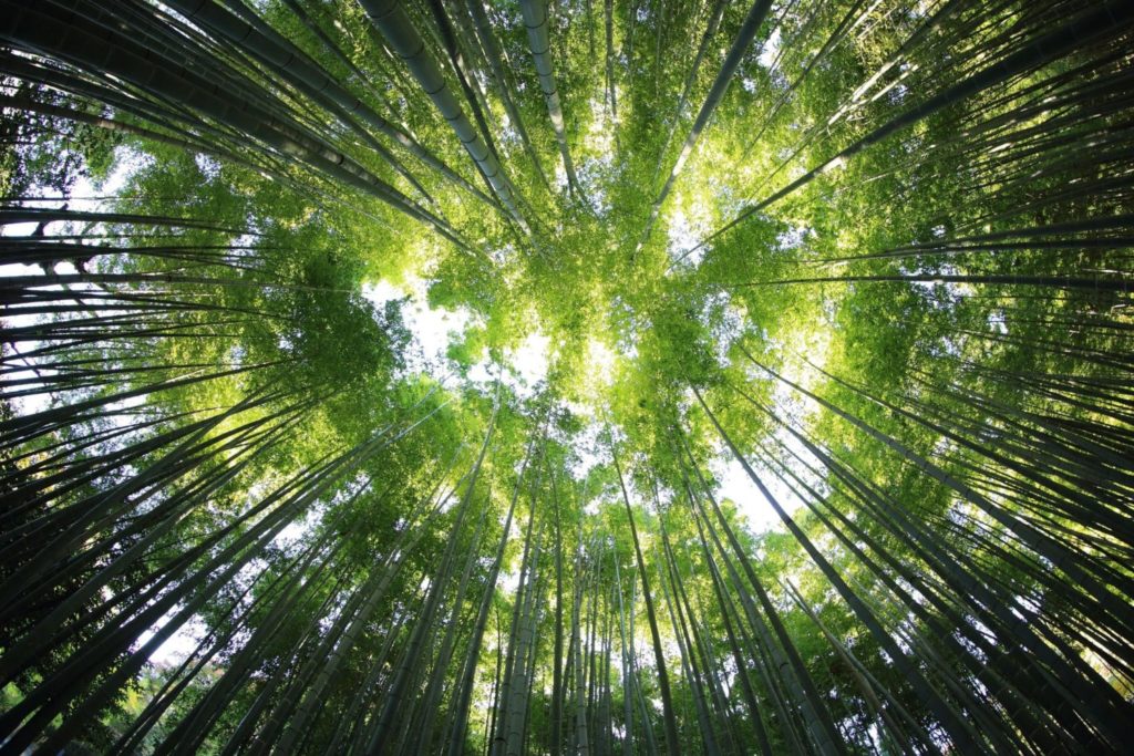 IS KRATOM A VIABLE REPLACEMENT FOR OPIOIDS?