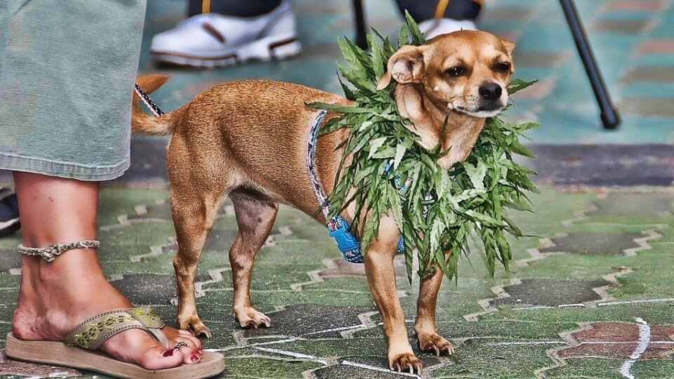 TWO BIZARRE WAYS PEOPLE ARE USING CANNABIS