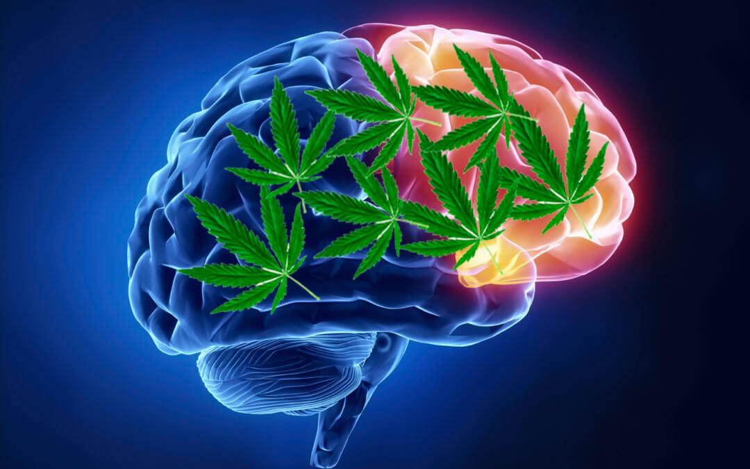 A CLOSER LOOK AT THE ENDOCANNABINOID SYSTEM