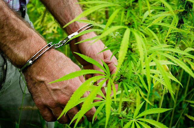 HERE IS WHY OTTAWA IS PLANNING TO PARDON CANADIANS WHO HAD GROWN ILLEGAL CANNABIS