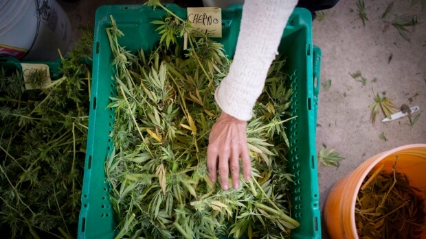 UNDERSTANDING WHAT HAPPENS TO CANNABIS OFFENDERS NOW THAT THE DRUG IS LEGAL