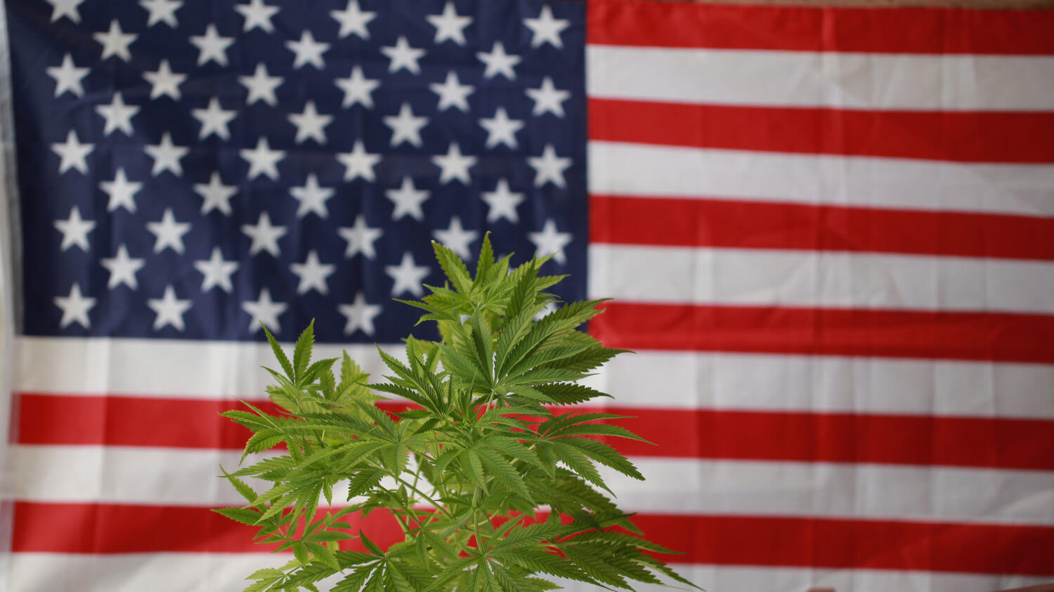 THE WHITE HOUSE WANTS TO HEAR PUBLIC OPINIONS ABOUT LEGALIZED MARIJUANA