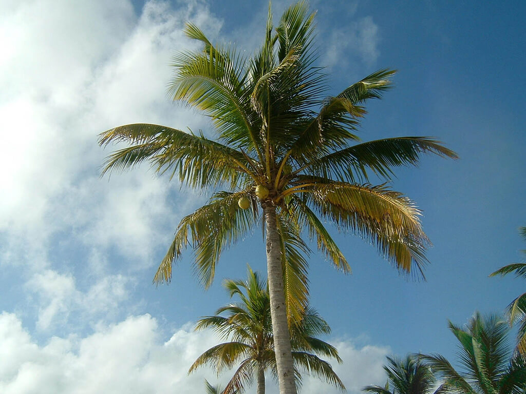 A CLOSER LOOK AT THE LONG HISTORY OF PALM WINE