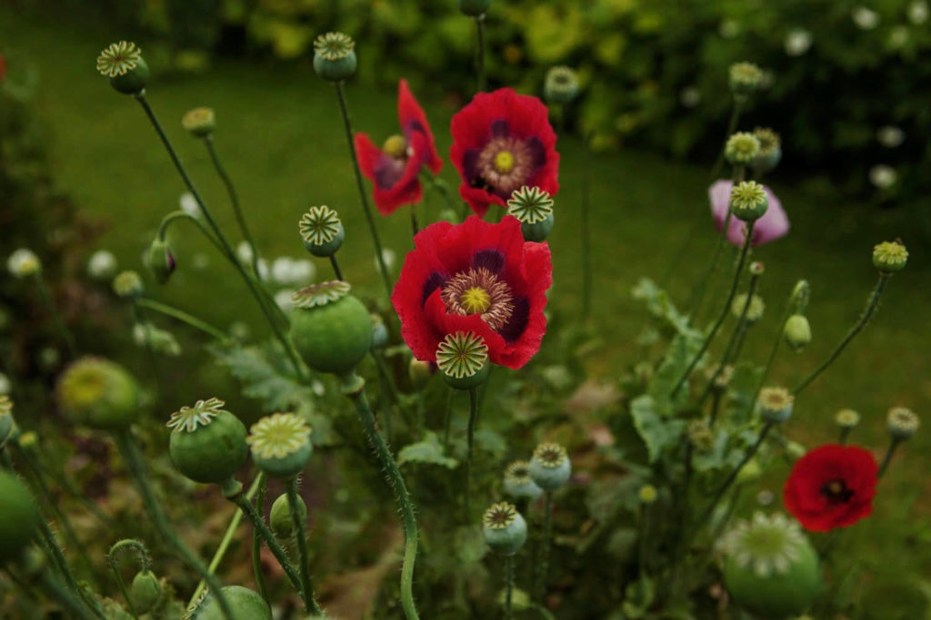 THE HISTORY OF A LITTLE POPPY AND A VERY BIG PROBLEM