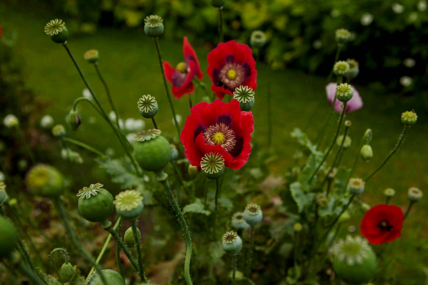 THE HISTORY OF A LITTLE POPPY AND A VERY BIG PROBLEM