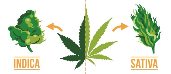 A LOOK AT THE TWO TYPES OF MARIJUANA PLANTS