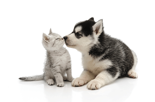 GIVING CANNABIS TO FURRY FRIENDS