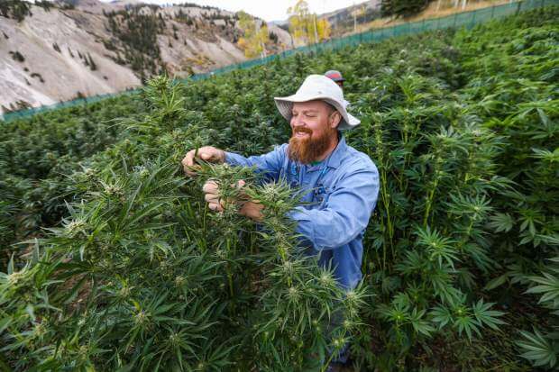 FIVE AREAS IN THE UNITED STATES THAT ARE IDEAL FOR GROWING WEED