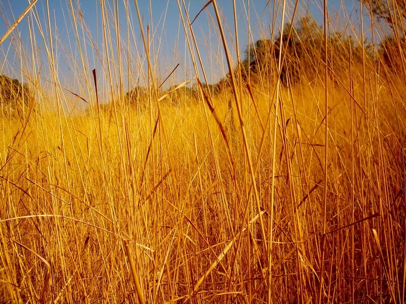 THE CULTURAL SIGNIFICANCE OF SORGHUM BEER IN AFRICA