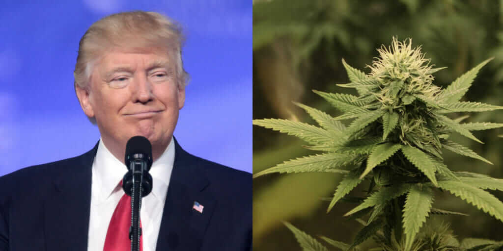 THE WHITE HOUSE WILL REVEAL ITS CANNABIS POLICY AFTER THE ELECTION