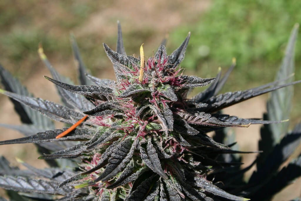 TEENAGERS IN WASHINGTON STATE SMOKE LESS MARIJUANA AFTER LEGALIZATION