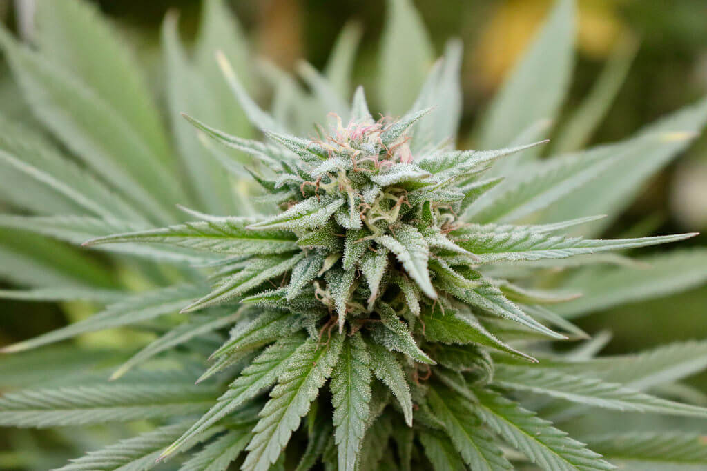 HOW TO TELL IF YOU HAVE A MARIJUANA PROBLEM