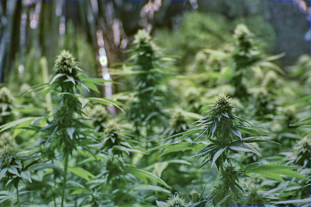 OREGROWN INDUSTRIES DISCUSSES THE WEED COMMUNITY IN OREGON