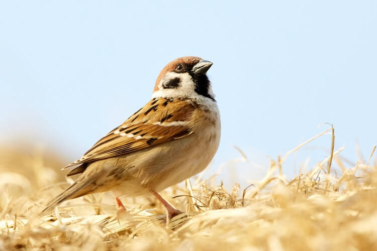 WHY BIRDWATCHING IS AN EFFECTIVE FORM OF THERAPY FOR ADDICTS