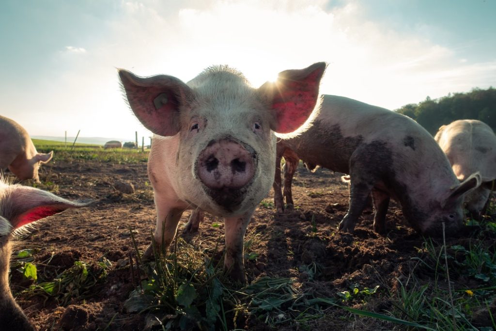OREGON FARM FEEDS MARIJUANA PLANTS TO PIGS