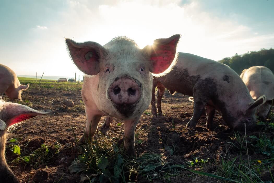 OREGON FARM FEEDS MARIJUANA PLANTS TO PIGS