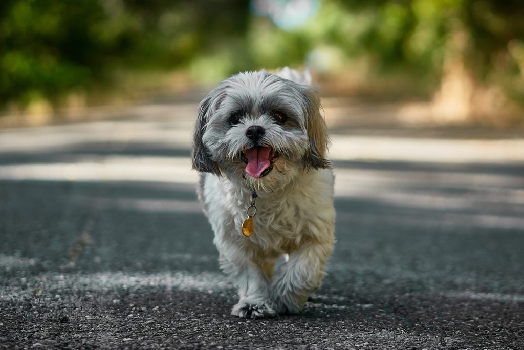 SOME CRAZY FACTS ABOUT ANIMALS GETTING HIGH ON MARIJUANA
