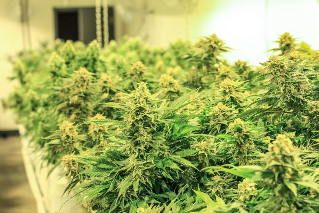 MICHAEL BLOOMBERG REFERS TO MARIJUANA LEGALIZATION AS RIDICULOUS