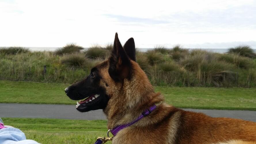 THE ISSUES OF POLICE DOGS AND MARIJUANA LEGALIZATION