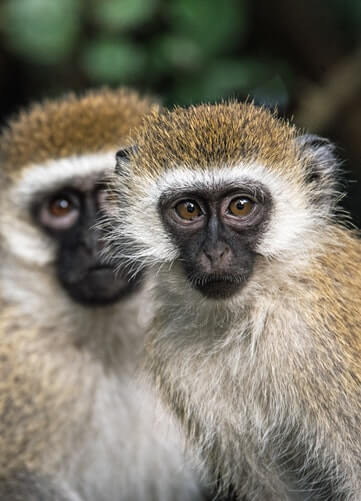 DID YOU KNOW THAT SOME ANIMALS TRY TO GET HIGH IN THE WILD?