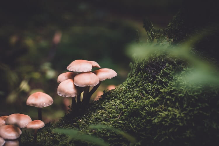 MAGIC MUSHROOM LEGALIZATION IS PROMOTED IN DENVER, COLORADO