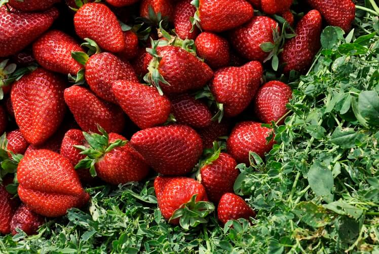 FOODS YOU SHOULD CONSUME DURING ALCOHOL DETOX