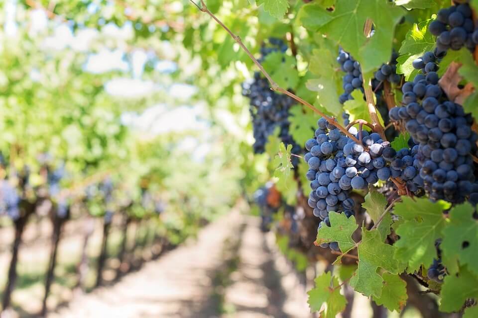 THE TEETOTALING MINORITY OF NAPA COUNTY, CALIFORNIA