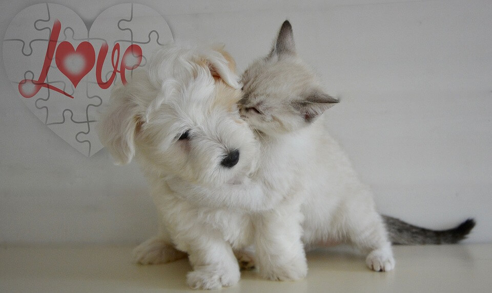 HOW YOUR PETS SUFFER FROM EXPOSURE TO CIGARETTE SMOKE