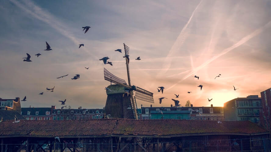 The Harm Reduction Policy of the Netherlands
