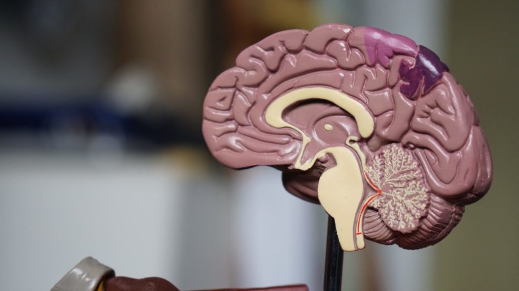 THE CONNECTION BETWEEN CHILDHOOD TRAUMA AND ADDICTION-addiction affects on brain