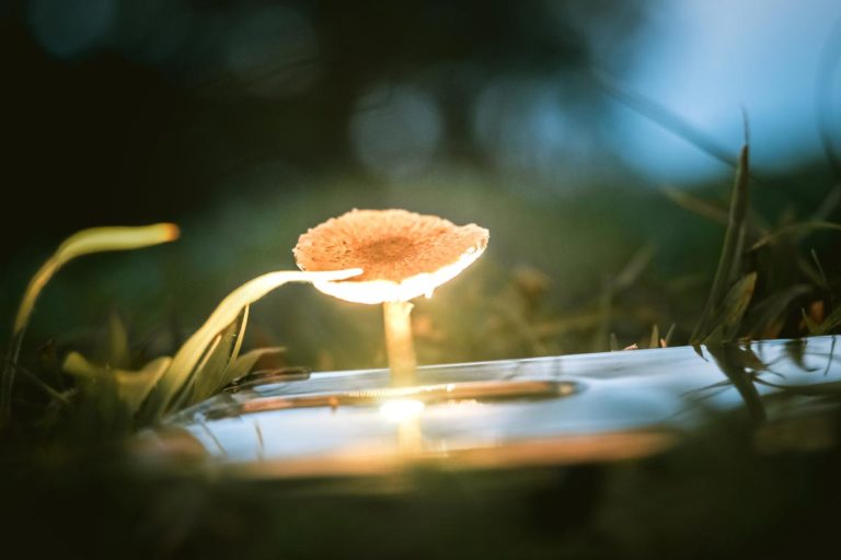 photo of a magic mushroom, Psychedelics