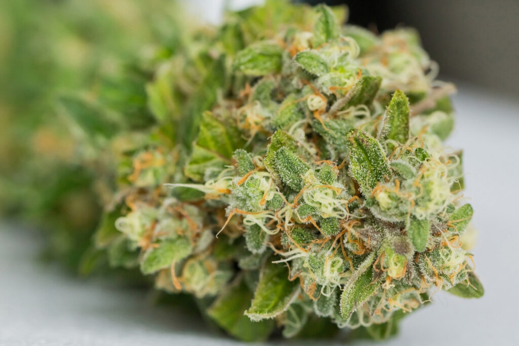 How to Get Weed Out of My System-1. So How Do I Get Marijuana Out of My System How to Get Weed Out of My System-1. So How Do I Get Marijuana Out of My System_
