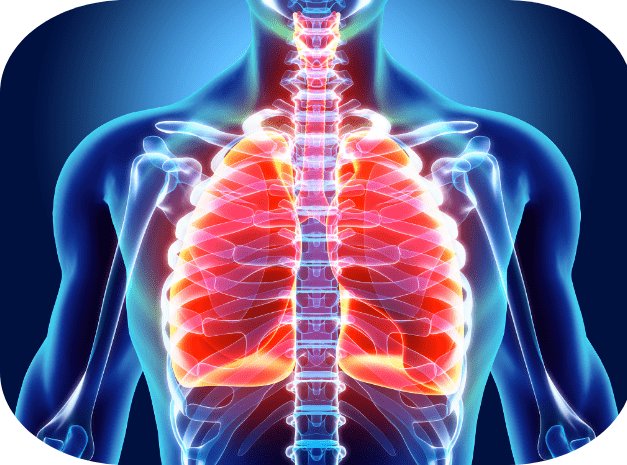 A 3D representation of the humans lungs.