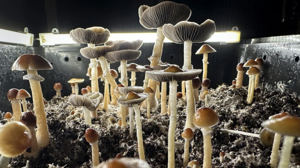 The Brain on Shrooms: Understanding the Effects of Psilocybin-what-are-shrooms.png