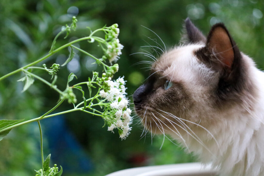 Can You Smoke Catnip?-Can You Smoke Catnip.jpg