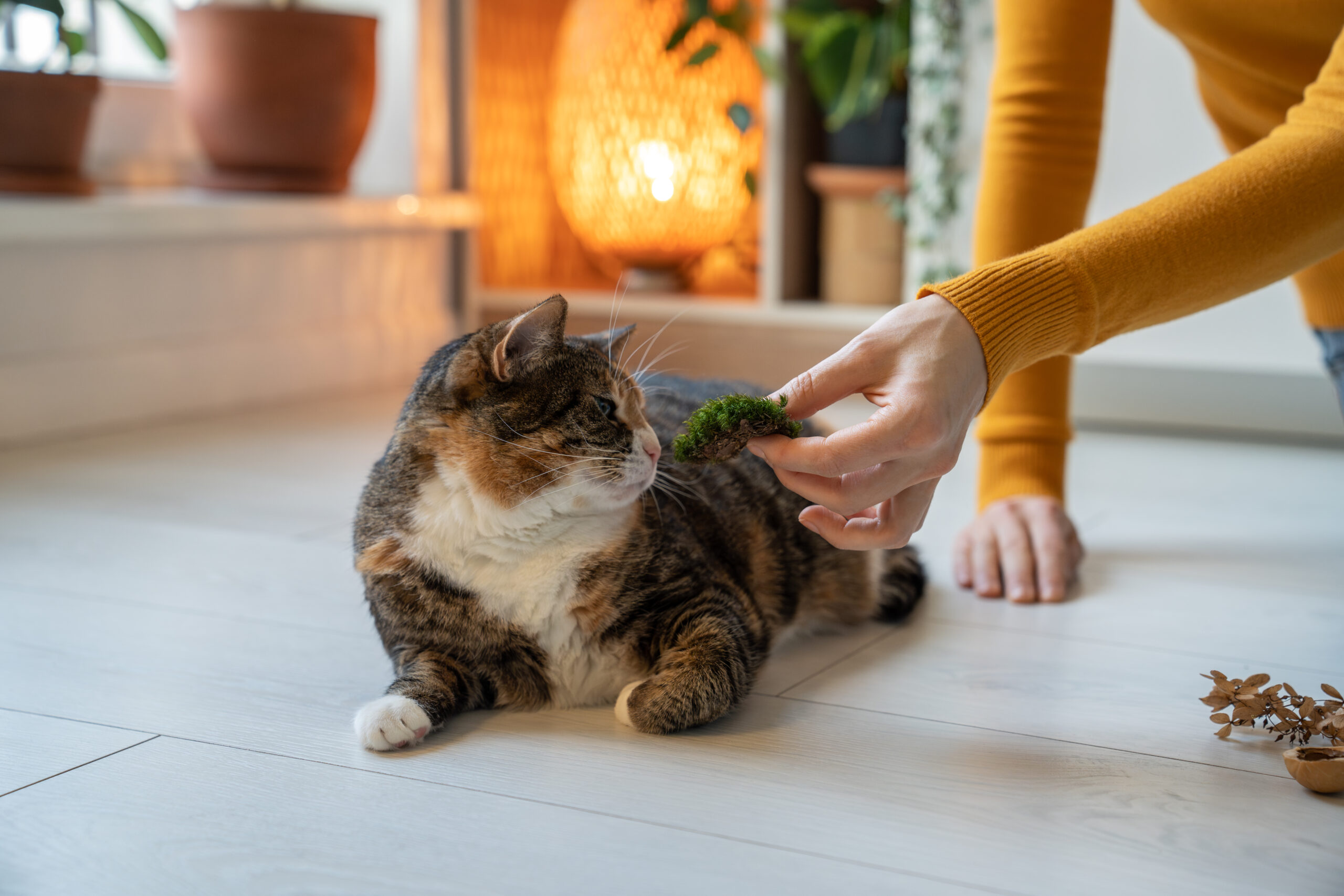 Can You Smoke Catnip?-Can You Smoke Catnip 2.jpg