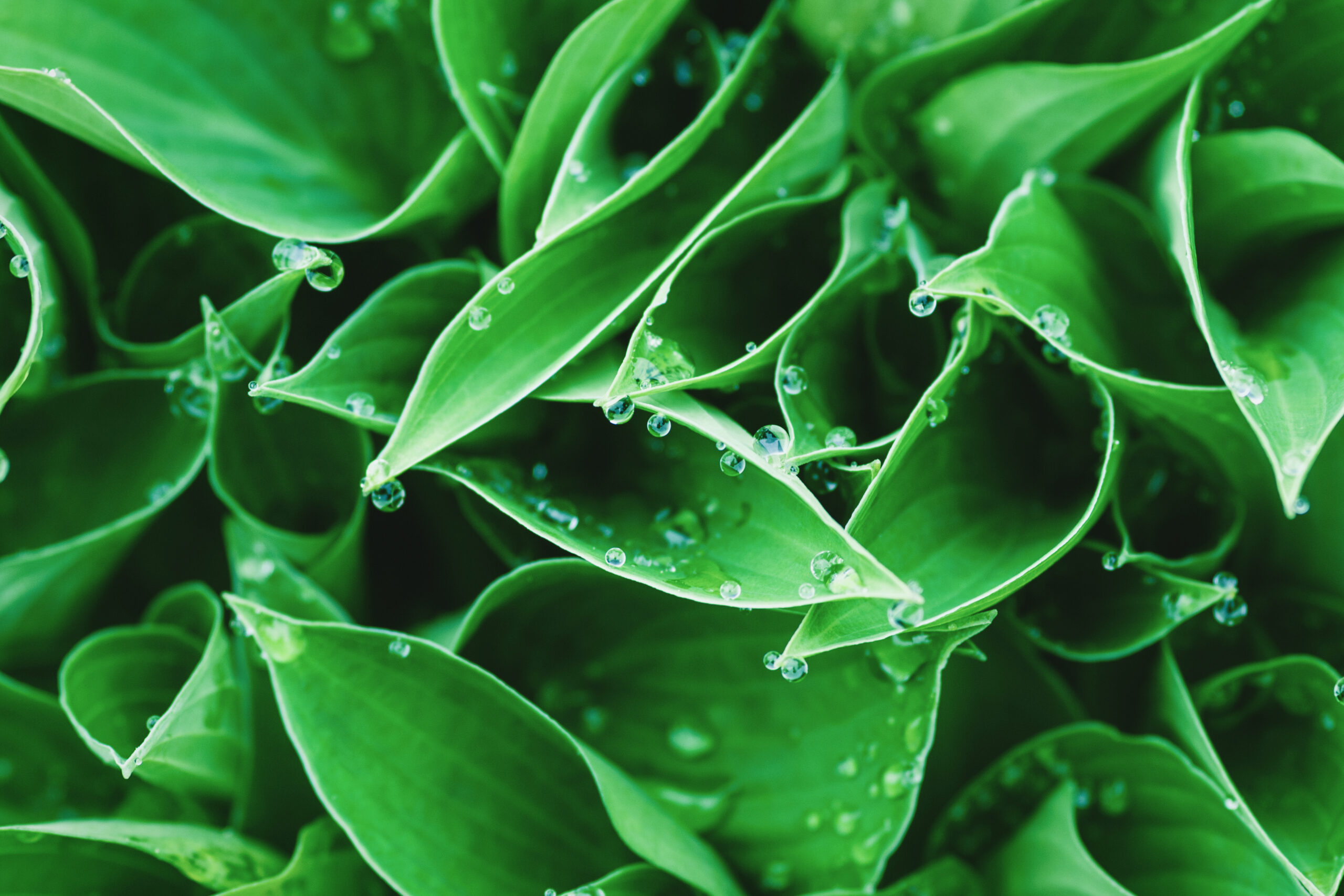 Is Kava Addictive?-kava2.jpg