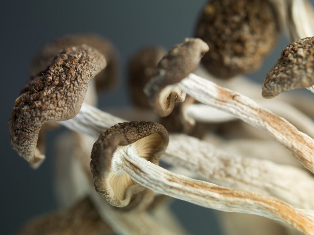 How Long Does Psilocybin Stay in Your System?-psilocybin.jpg