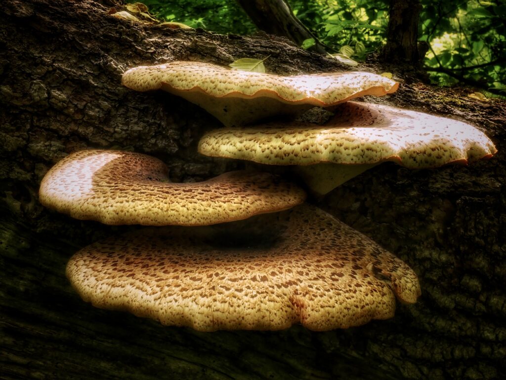 Hair Drug Tests and Magic Mushrooms: A Complete Guide to Psilocybin Detection-shrooms in hair 1.jpg