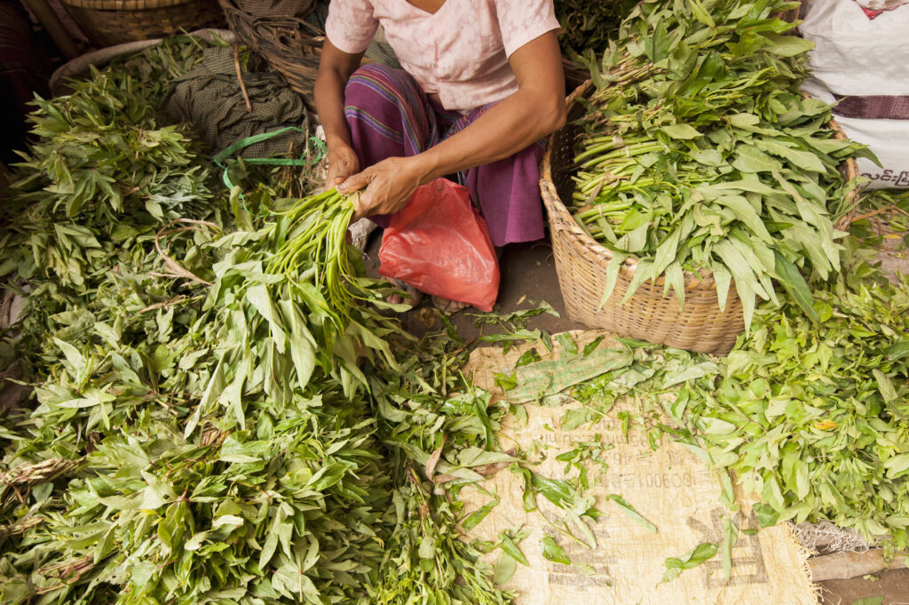 How Long Does Khat Stay in Your System?-woman-sorting-vegetables-at-local-market-bagan-m-2024-06-04-18-20-16-utc.jpg