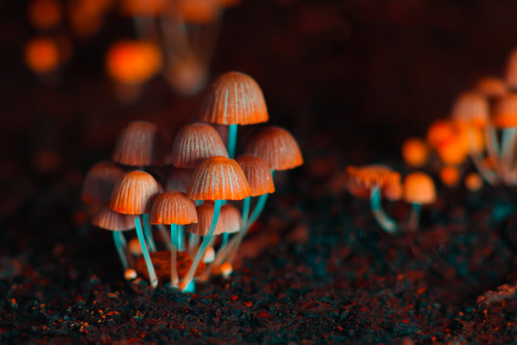 Shrooms and Zoloft: Understanding the Interaction Between Psilocybin and SSRIs-zoloft and shorroms 1.jpg