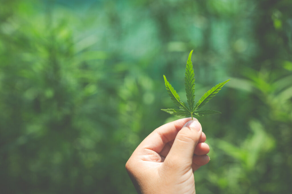 Five Areas in the United States That are Ideal for Growing Weed-0.-Five-Areas-in-the-United-States-That-are-Ideal-for-Growing-Weed-1024x682.jpg