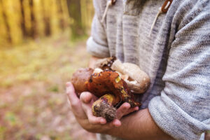 Can you od on chaga mushrooms?-chaga-mushrooms.jpg