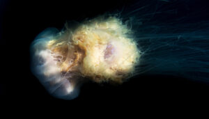 How long do the effects of phenibut last?-closeup-shot-of-jellyfish-swimming-under-a-sea-2023-11-27-05-30-34-utc.jpg