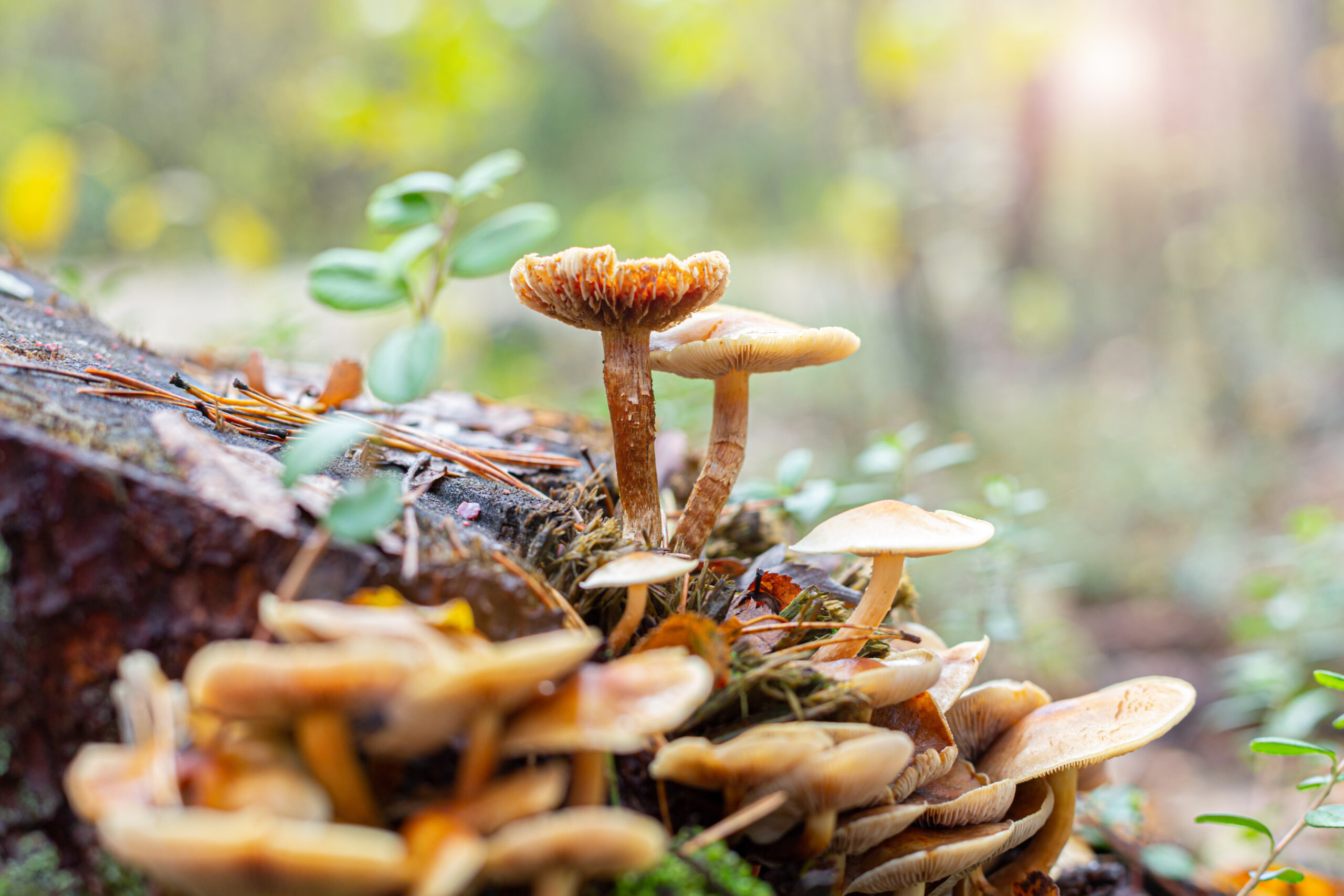 How Long Do Shrooms Take to Hit? A Complete Guide to Onset Times and Safety-how long shrroms 2.jpg
