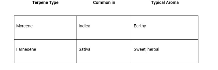 The Truth About Indica vs Sativa: Moving Beyond Traditional Cannabis Classifications-indica vs sativa 2.1.jpg