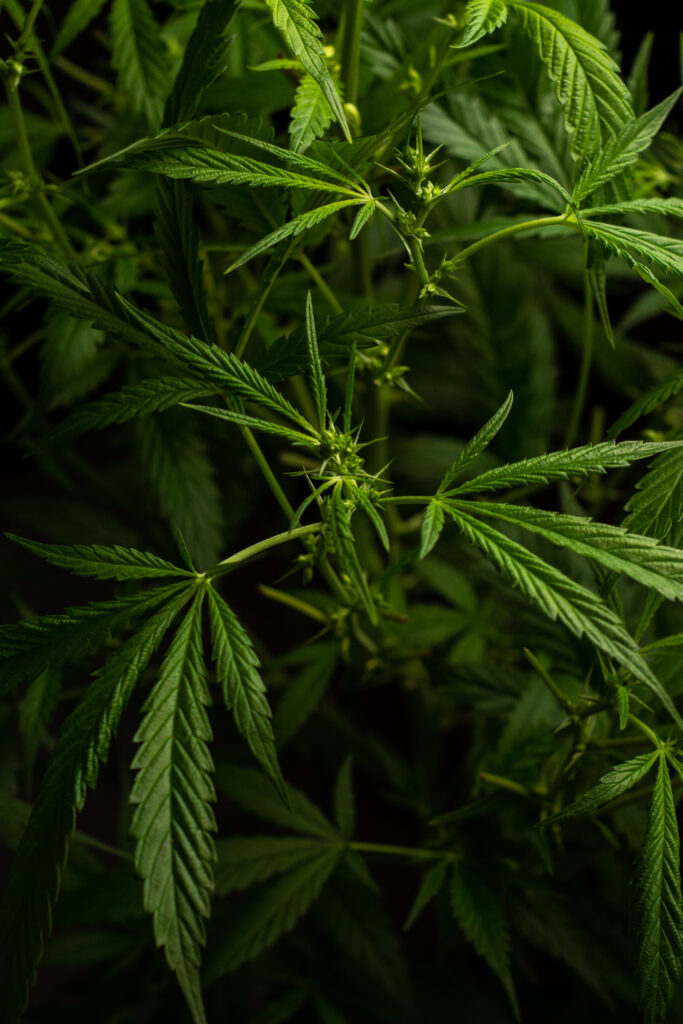 The Truth About Indica vs Sativa: Moving Beyond Traditional Cannabis Classifications-indiva vs sativa 1.jpg