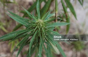 How to remember indica vs sativa?-istockphoto-988352528-1024x1024.jpg